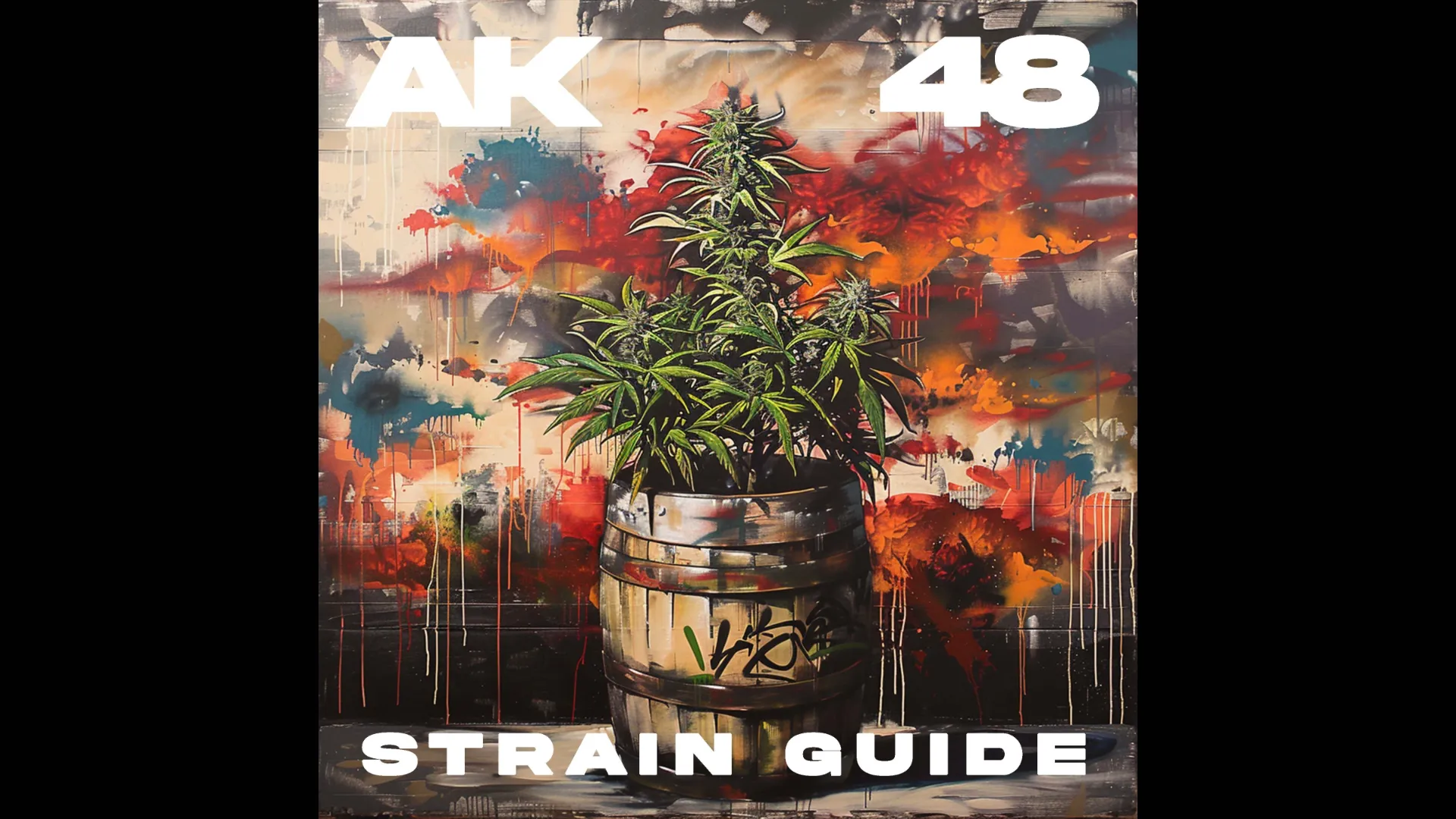 Our Blog AK48 Strain Guide