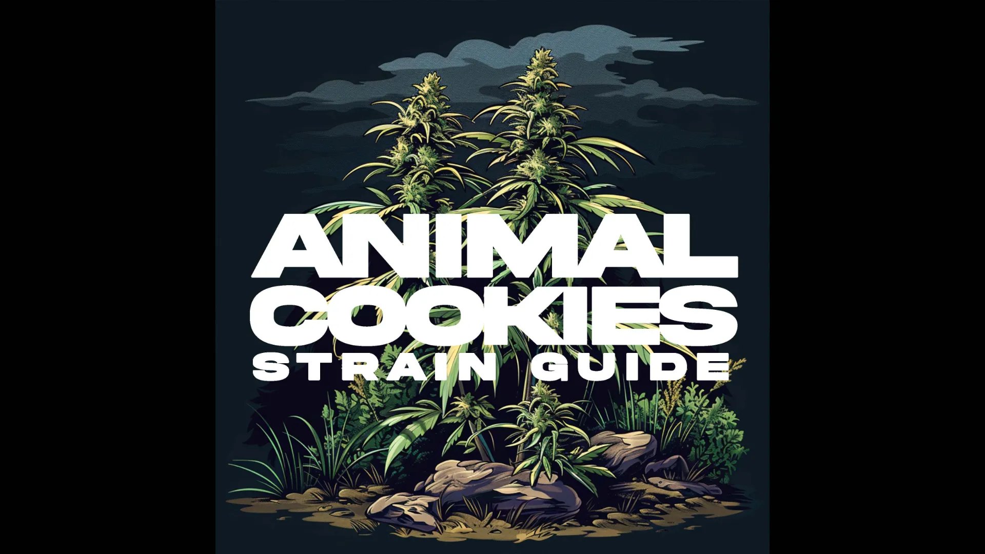 Our Blog Animal Cookies Strain Guide