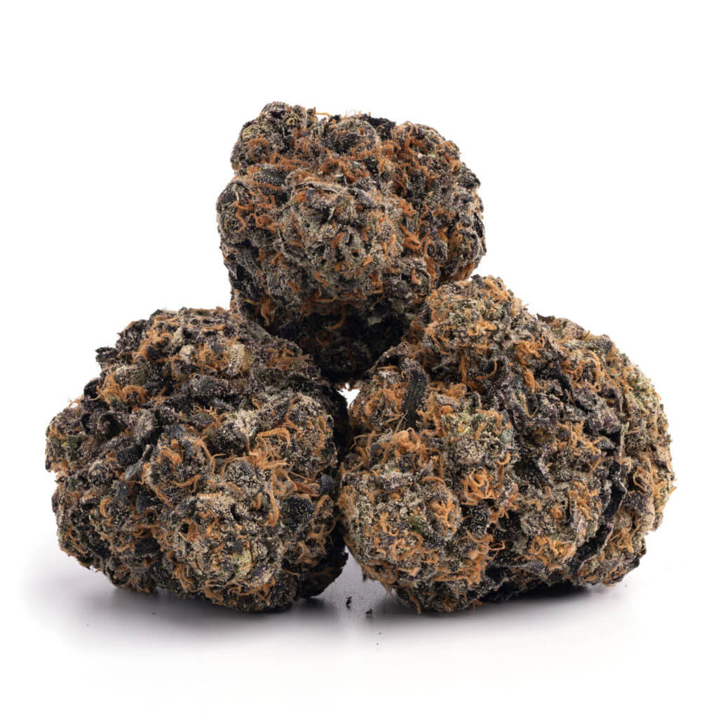 animal sherbert animal sherbert