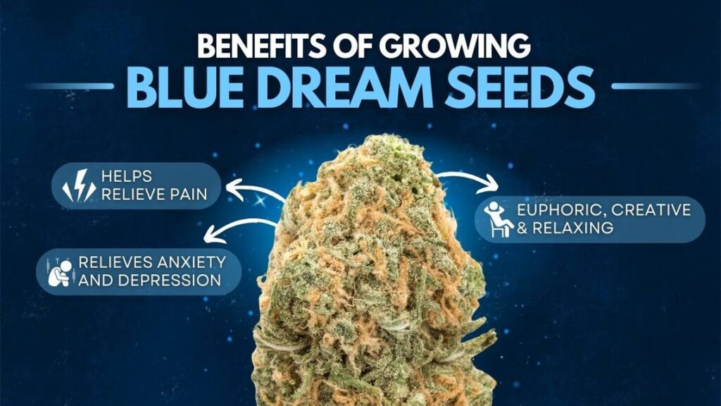 Blue Dream Seeds benefits of blue dreams seeds