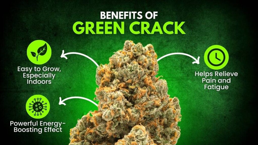 Green Crack Strain Information benefits of green crack