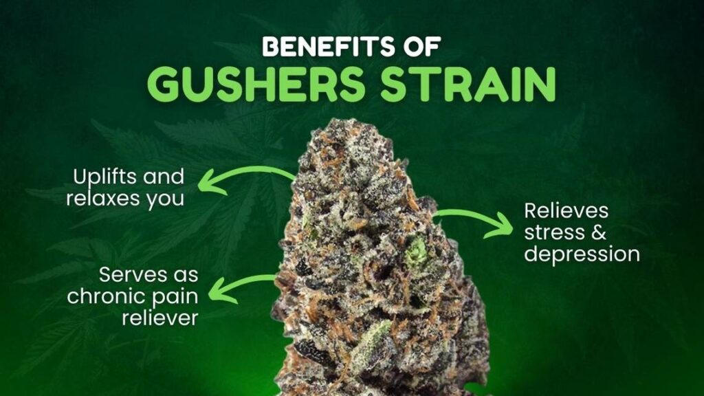 Gushers Strain Guide benefits of gushers strain mer 040524