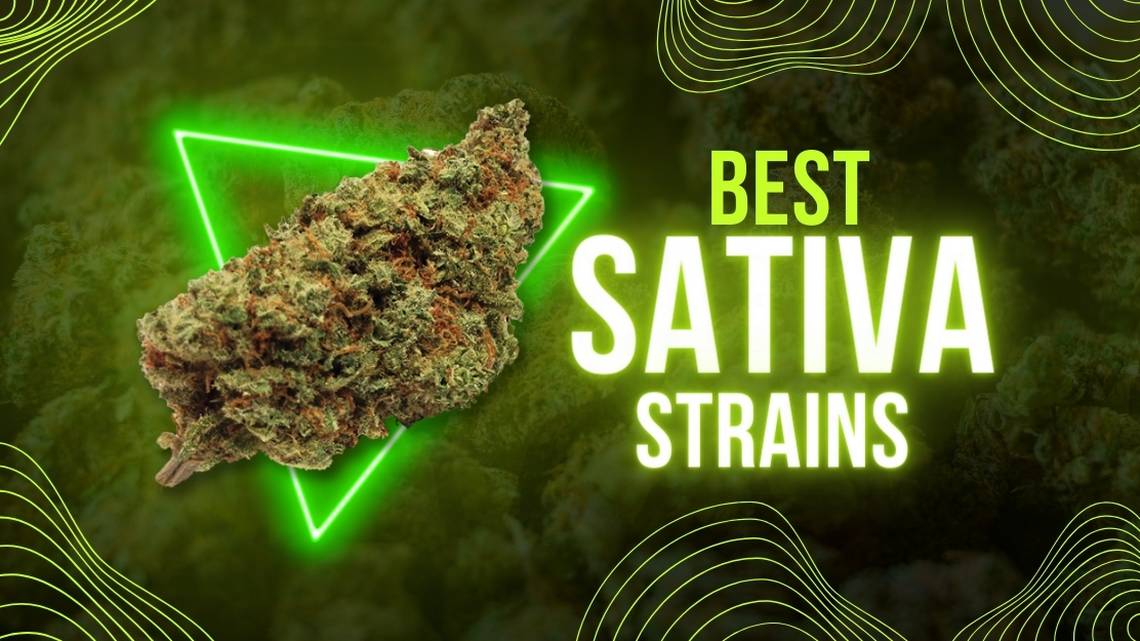 Home Best Sativa Strains of 2024 Review