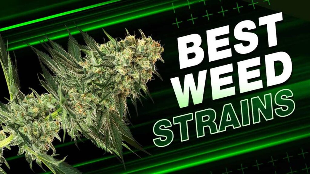Best Weed Strains best weed strains