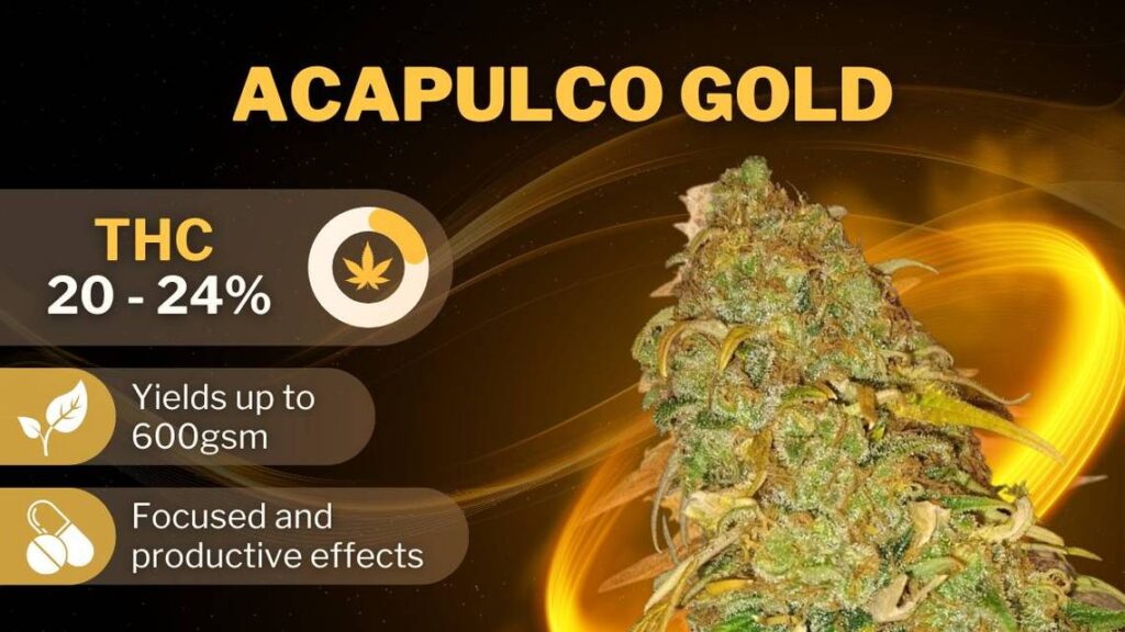 Best Weed Strains best strains acapulco gold