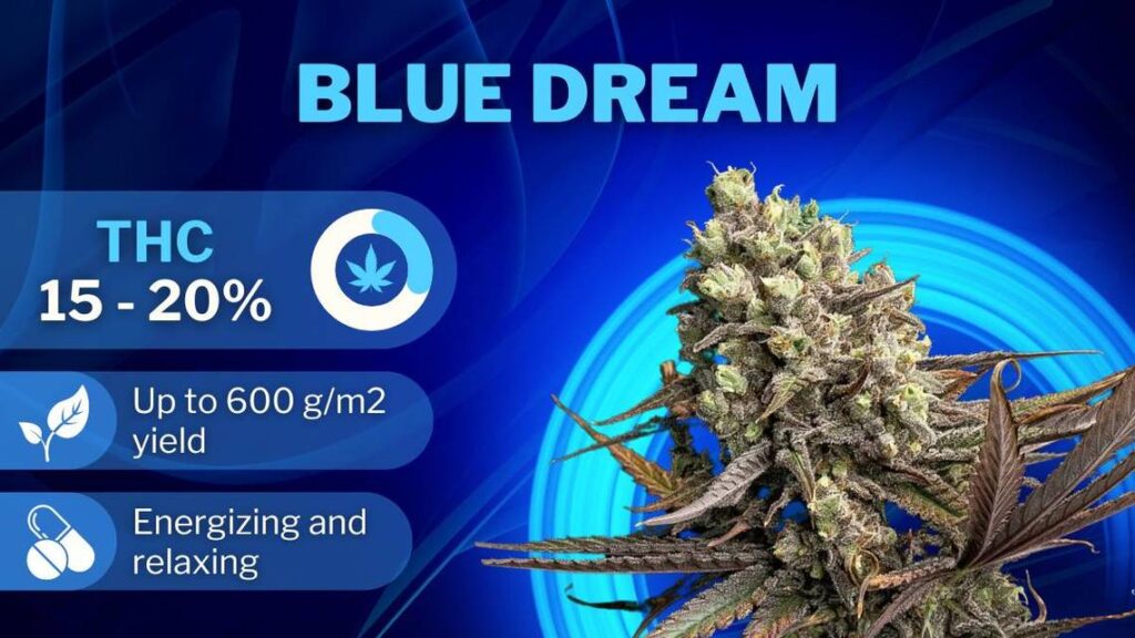 Best Weed Strains best strains blue dream