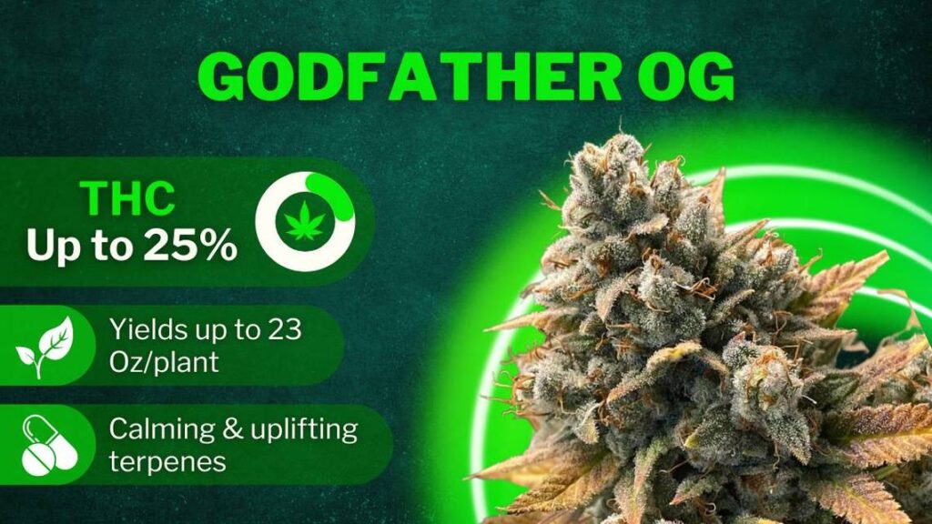 Best Weed Strains best strains godfather og