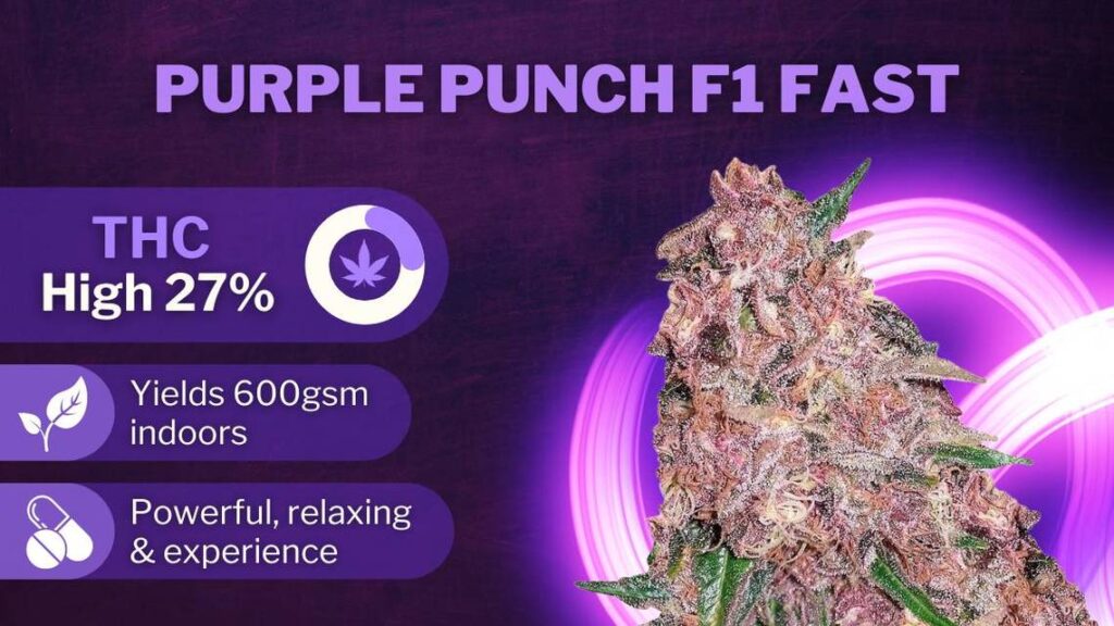 Best Weed Strains best strains puple punch