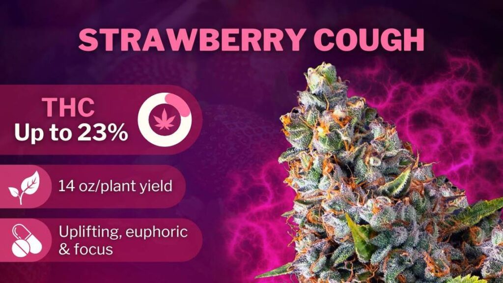 Best Weed Strains best strains strawberry cough