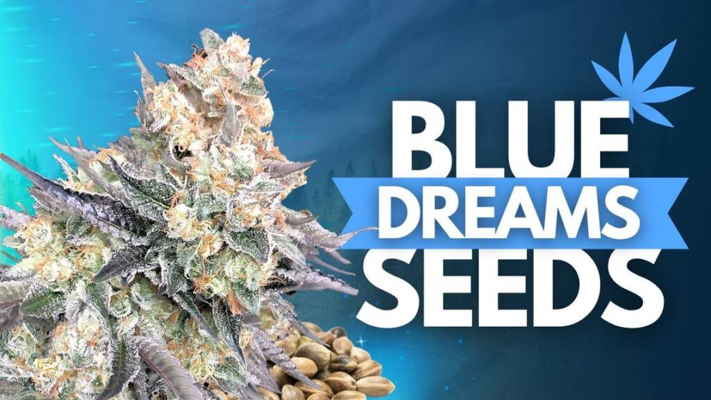 Blue Dream Seeds blue dreams seeds