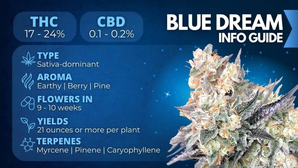 Blue Dream Seeds blue dreams seeds info guide