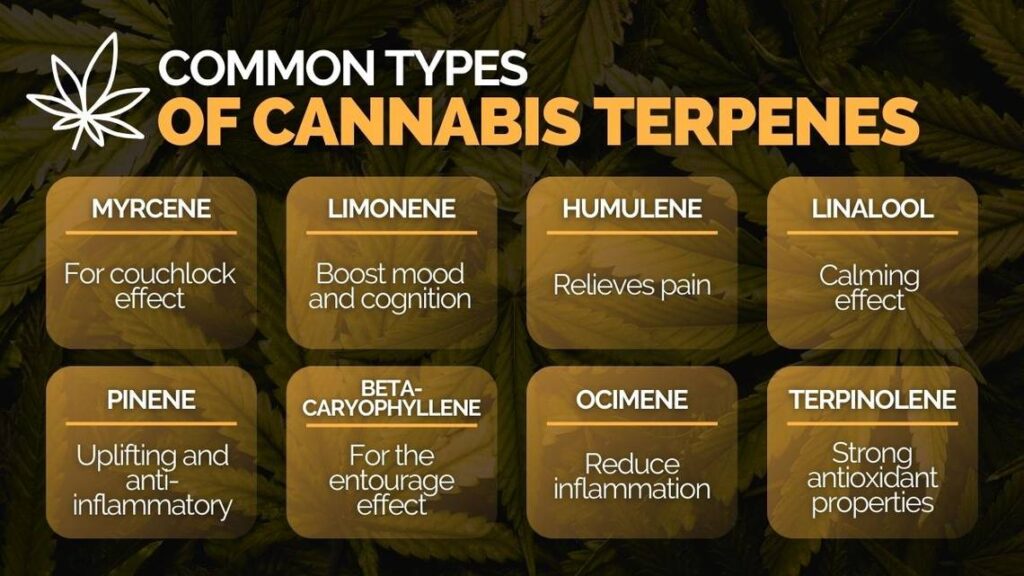 What Is a Terpene common types of cannabis terpenes