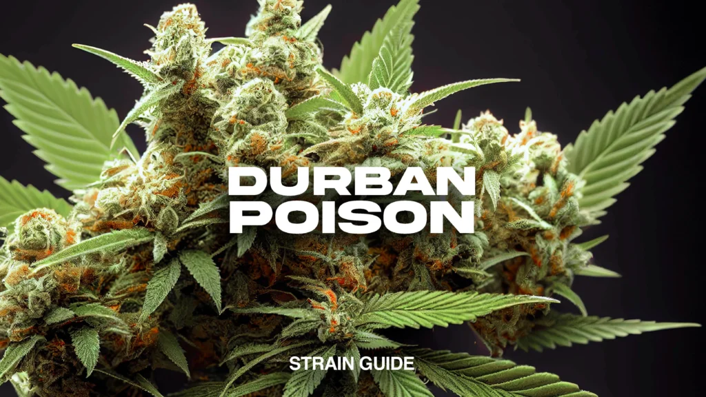 Our Blog Durban Poison Strain Guide