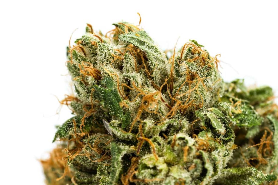 Our Blog Garanimals Strain Grow Info