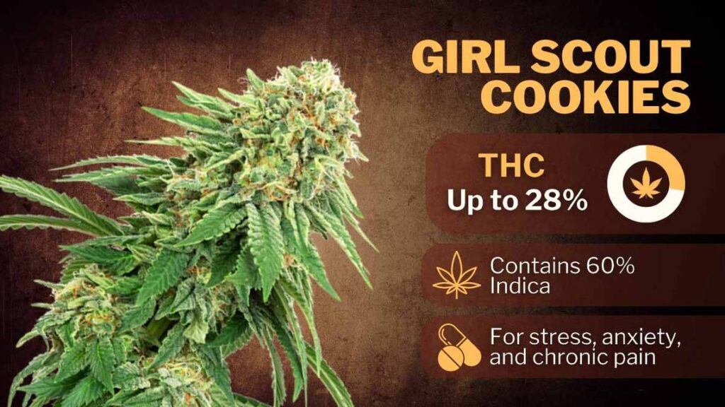 Best Weed for Anxiety in 2024 girl scout cookies