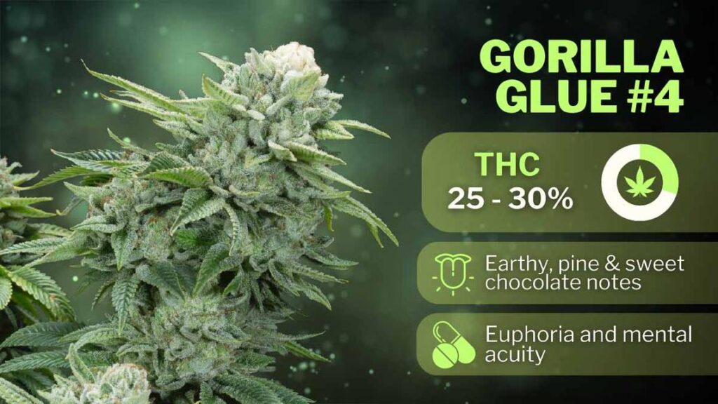 Best Weed for Anxiety in 2024 gorilla glue