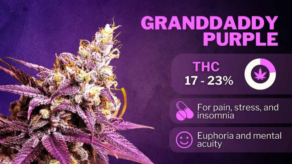 Best Weed for Anxiety in 2024 granddaddy purple