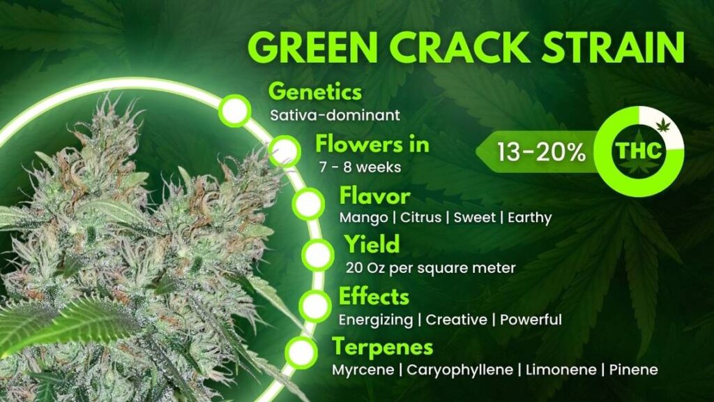 Green Crack Strain Information green crack strain highlights