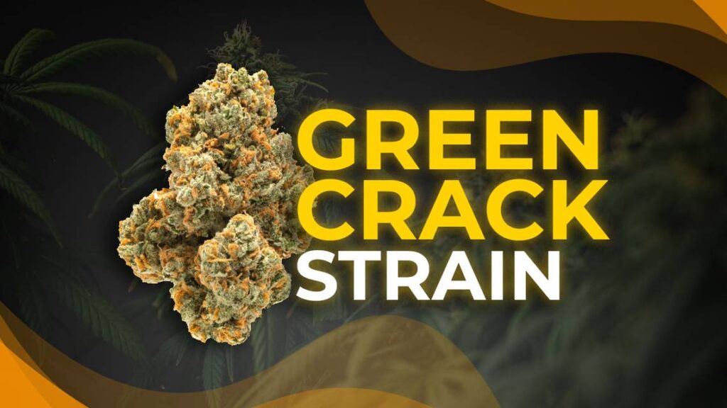 Green Crack Strain Information green crack strain