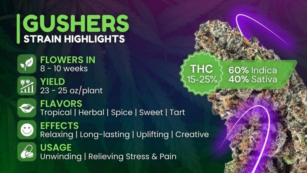 Gushers Strain Guide gushers strain highlights mer 040524