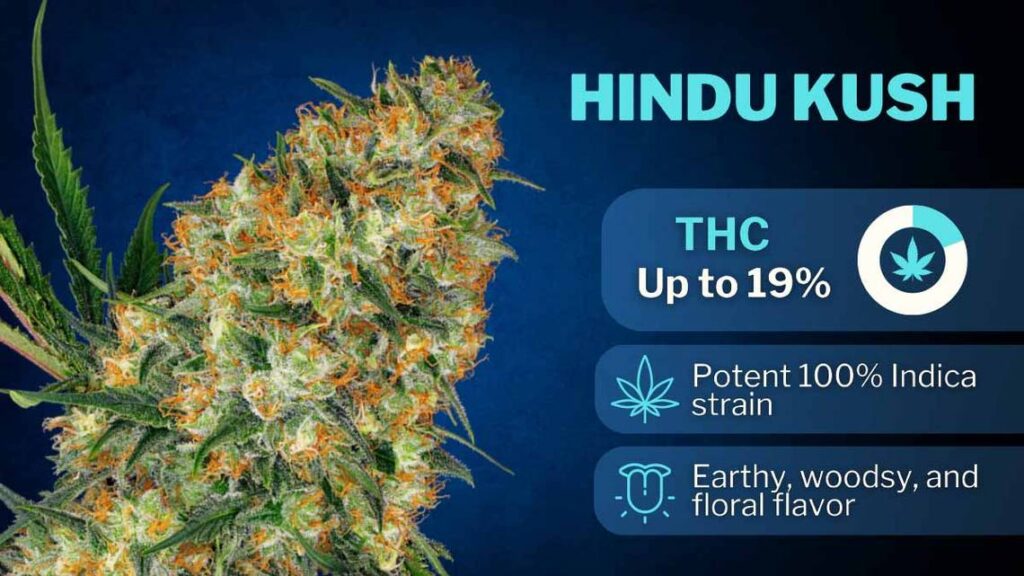 Best Weed for Anxiety in 2024 hindu kush