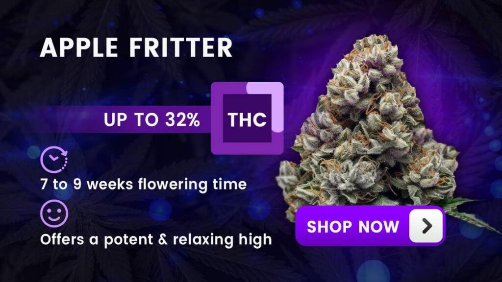 Best Hybrid Strain For Pain hybrids apple fritter mer 041224