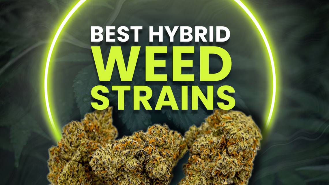 Home Best Hybrid Strain For Pain