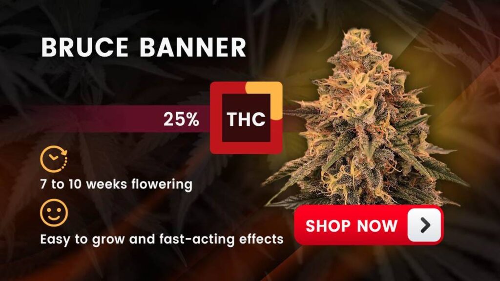 Best Hybrid Strain For Pain hybrids bruce banner mer 041224