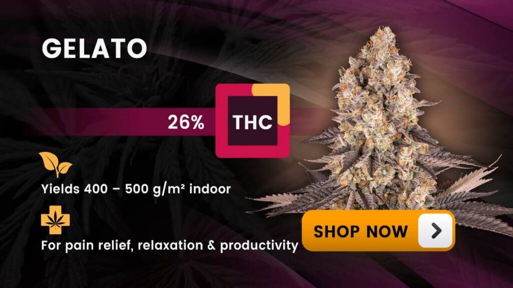 Best Hybrid Strain For Pain hybrids gelato mer 041224