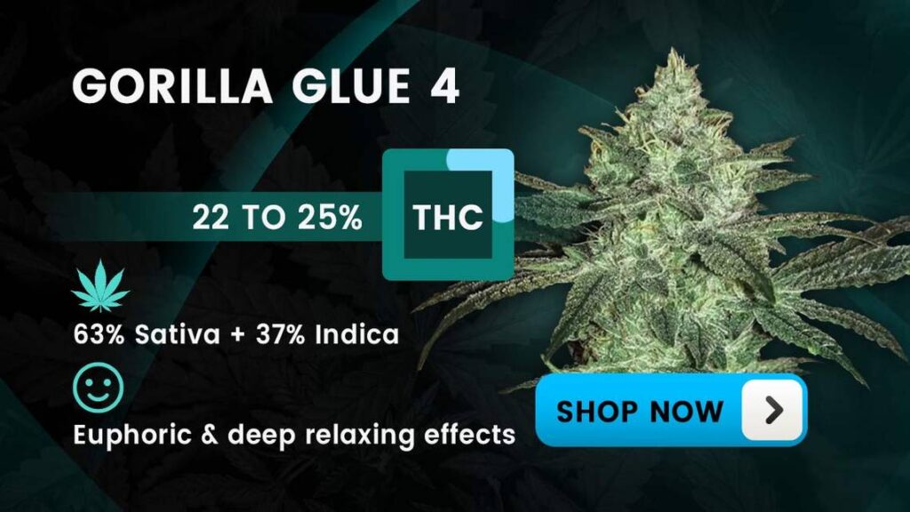 Best Hybrid Strain For Pain hybrids gorilla glue mer 041224