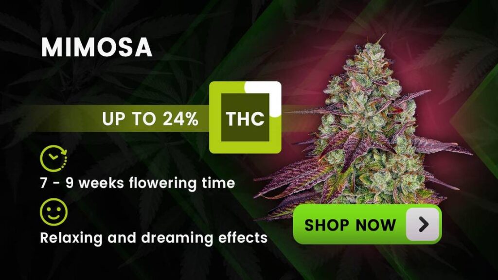 Best Hybrid Strain For Pain hybrids mimosa mer 041224