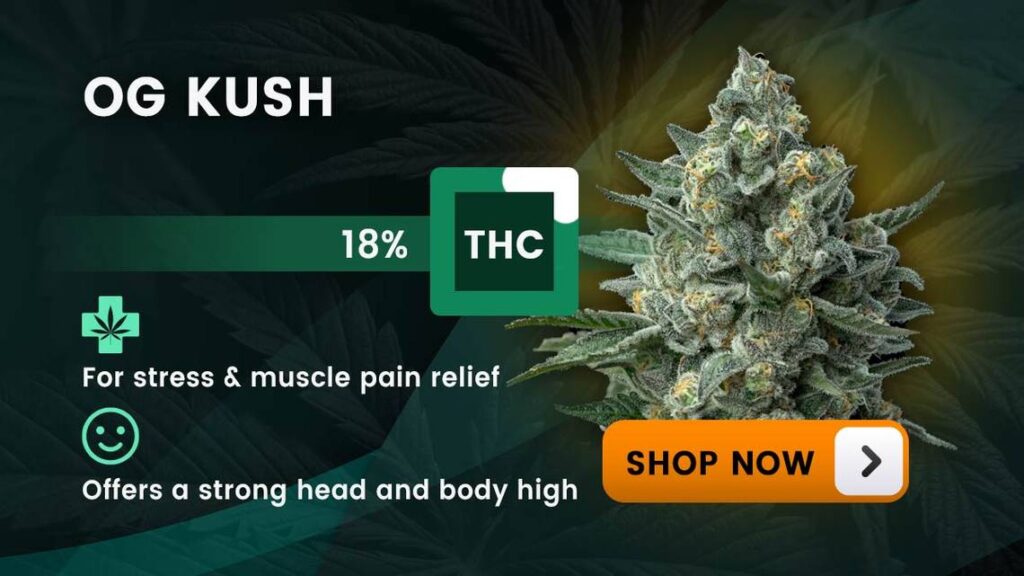 Best Hybrid Strain For Pain hybrids og kush mer 041224