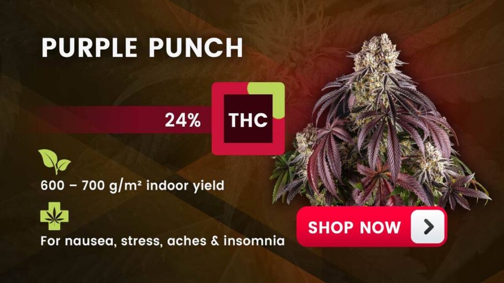 Best Hybrid Strain For Pain hybrids purple punch mer 041224