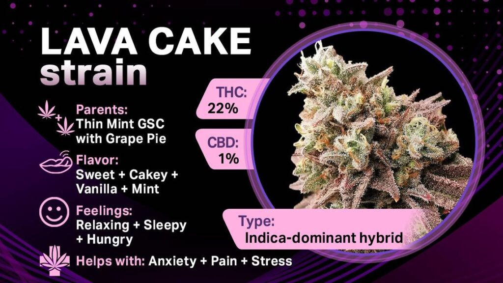 Lava Cake Strain Guide lava cake strain features