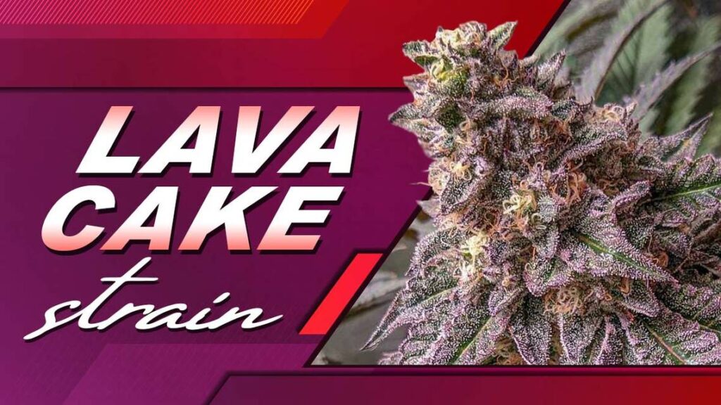 lava cake strain