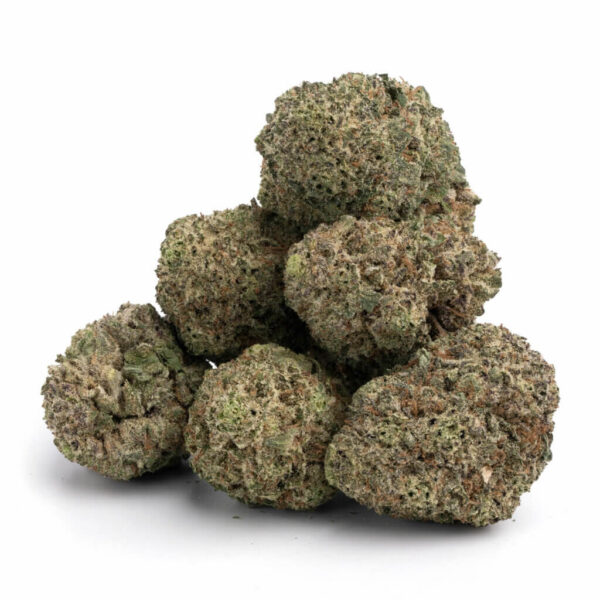 mimosa