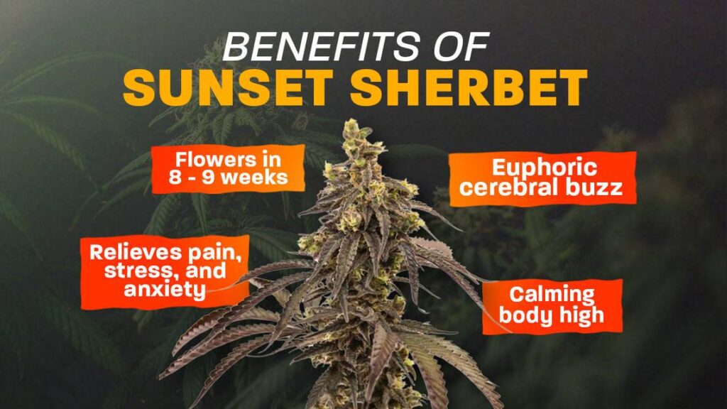Sunset Sherbet Strain Reviews sherbet benefits of sunset sherbet strain mer 040824