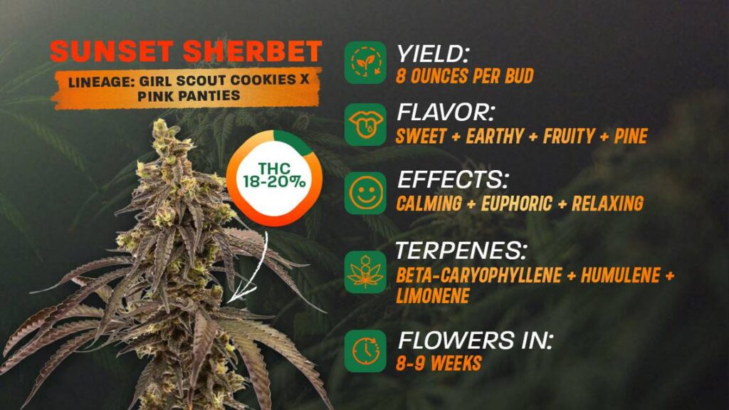 Sunset Sherbet Strain Reviews sherbet sunset sherbet strain info sheet mer 040824
