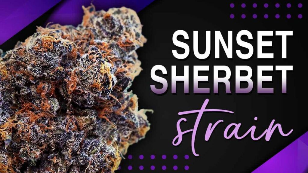 sherbet sunset sherbet strain mer 040824