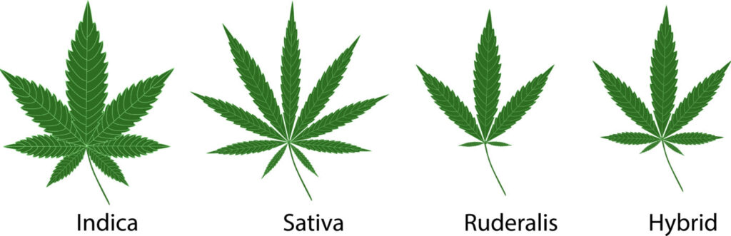 HOW TO CLASSIFY WEED STRAINS weed strains 1400x452