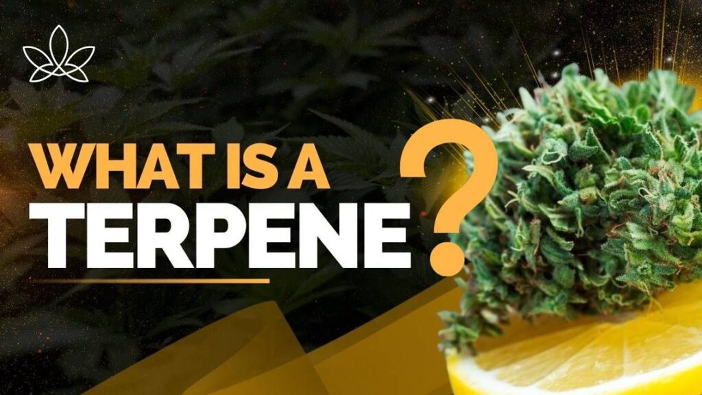 what is a terpene