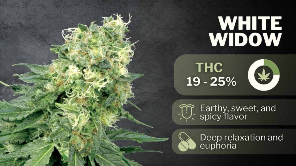 Best Weed for Anxiety in 2024 white widow