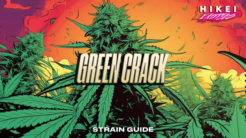 green crack strain guide 1024x574 1