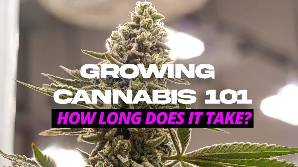 growing cannabis101