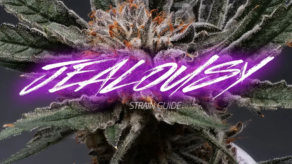 jealousy strain guide