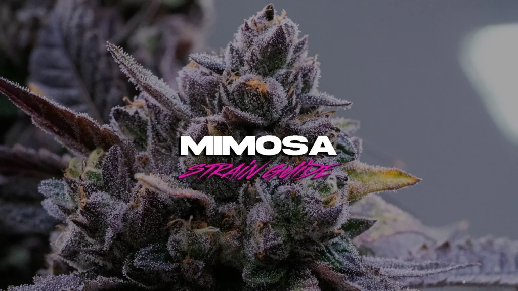 mimosa strain guide