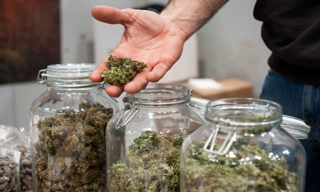 Our Blog HOW TO CLASSIFY WEED STRAINS